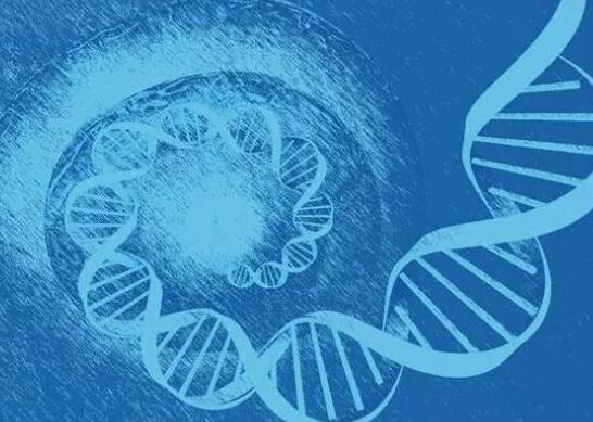 利用Drop-seq單細胞測序技術繪制出復雜動物渦蟲的