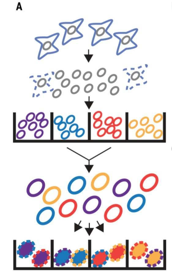 不使用微流控如何實現高通量測序單細胞基因組?