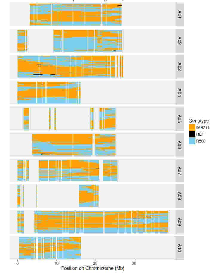 使用RNA-seq進行基因組支架放置，校正裝配和遺傳圖譜創(chuàng)建
