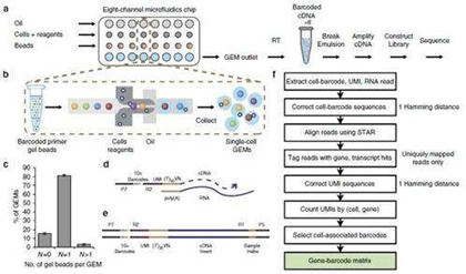 人和小鼠胰腺關于單細胞轉錄組圖譜講解